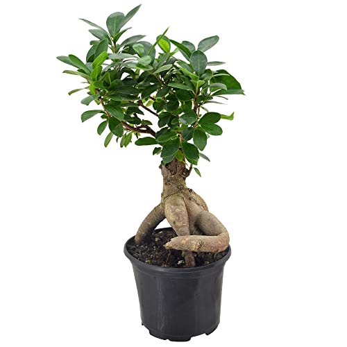Arcadia Garden Products LV62 Ginseng Ficus Live Indoor Bonsai Plant in 6 in. Plastic Grower Pot, 6 Inch, Green ***Cannot Ship to Hawaii***