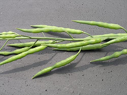 Radish R365 - Wild radish seeds- (80 per packet)