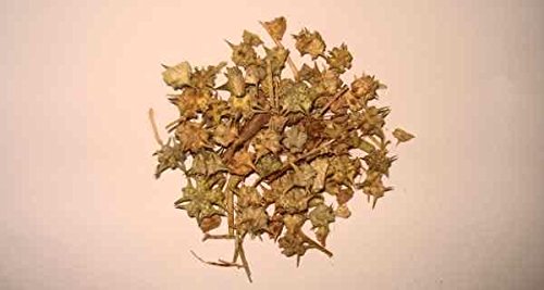 Pmw - Large Gokhru - Gokshura - Puncture Vine - Devil?s Weed - 250 Grams - Loose Packed (B079KRYBX9) Amazon Price History, Amazon Price Tracker