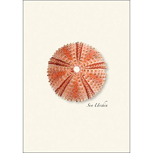 Image of Earth Sky + Water - Sea Urchin Assortment Notecard Set - 8 Blank Cards with Envelopes (2 each of 4 styles)