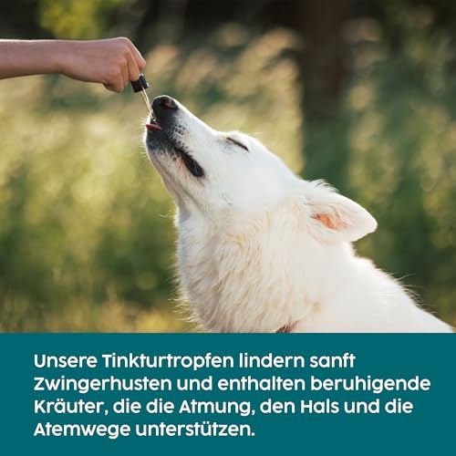 Zanipro Hustensaft Hund & Katze – Kennel Husten (Zwingerhusten) Behandlung, Erkältung & Schnupfen, Atemwege Unterstützung, Nasentropfen & Hustentropfen für Hunde und Katzen -Tinktur, 50 ml