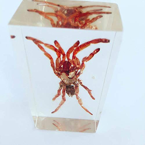 Tarantula Appearance Embedded Specimen Arthropods Real Spider Specimen Models Biology Teaching Aids Creative Resin Handicraft
