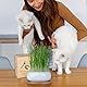 Pfotenolymp Katzengrasnapf-Set - Inkl. Keramiknapf, Bambusuntersetzer, Kokoserde, Samen und kleinem Spaten, Keimglas für Sprossen - Pflanzset fertig mit Samen, Erde und Topf für Katzen