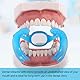 Dental Wange Retractor mit Spiegel, M Form Mundöffner für Zähne Whitening & Reparatur, Oral Orthodontik, Lippenschutz Zahnarzt Zubehör, 10 Stück