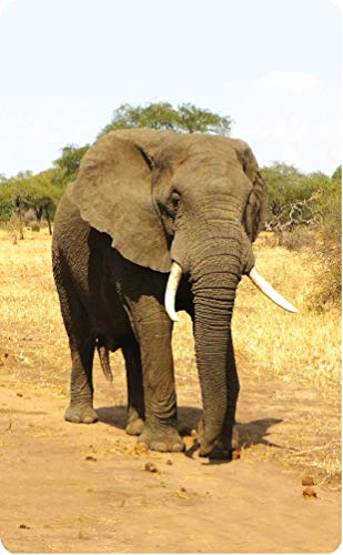 Image of ZiGYASAW Wild Animals Flash Cards for Kids Early Learning I 20 Real Images for Babies I Easy & Fun Way of Learning | Wipe and Clean Study Material for Preschoolers (105 x 170 mm) - Age 3+ Years