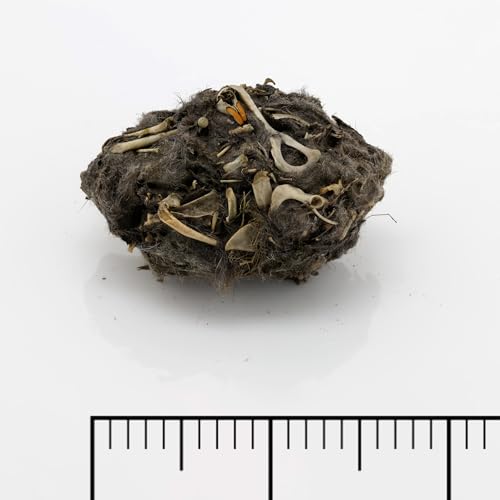 Image of Small Owl Pellet Classroom Kit, 30 Pellets with Teacher Guide and Bone Sorting Sheets