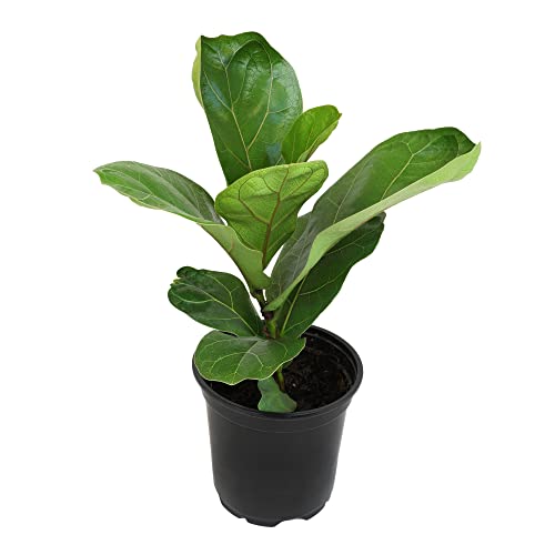 Ficus Lyrata Fiddle Leaf Fig Plant, House Plants Indoors Live Ficus Tree Live Plant, Fig Trees Live Plants Indoor Plants Live Houseplants Fig Plants Live In Planter Pot In Soil Mix By Plants For Pets #TOP2