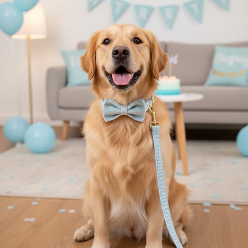 Collar personalizado para perro PETDURO en azul cielo miniatura 2