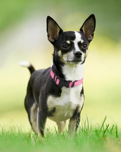 Image of Joytale Reflective Dog Collar, Adjustable Neoprene Padded, Pink S | Breathable Nylon for Small Dogs, No Chafing on Daily Walks and Training, Gentle on Neck, Secure Metal D-Ring, Night Safety