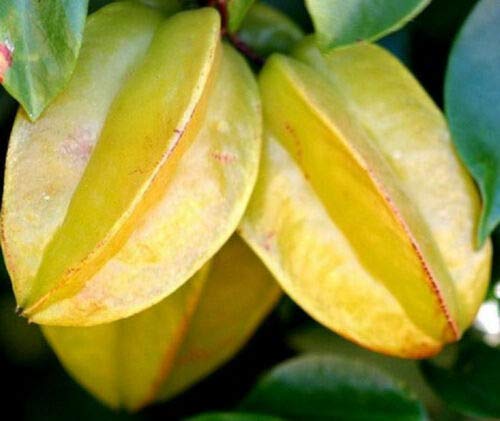 Star Fruit Averrhoa Carambola Tropical Edible Starfruit (TJ) Exotic Seed 10 Seeds , Succulent, Cactus