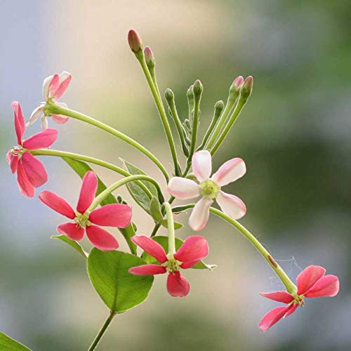 PlantaZee madhumalti, Rangoon Creeper Flowering Plant (B09KPJJBTQ) Amazon Price History, Amazon Price Tracker