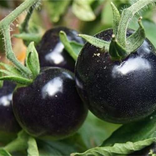 Oce180anYLVUK Semillas de tomate negras, 100 piezas de semillas de tomate para planta, novedad creativa Sunshine Negro Preferir Planes sabrosos Semillas Suministros de jardín Negro Cover