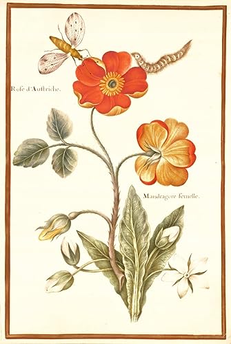 Décoration murale Bruyère d'Autriche MSTECO : grande affiche sur toile 60x90 cm