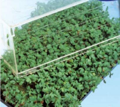 4000 x Garden Cress Lepidium Sativum Vegetables Garden Plants Seeds K432 Seeds Plants Shop Seed Bench Pullingen Patrik Ipsa