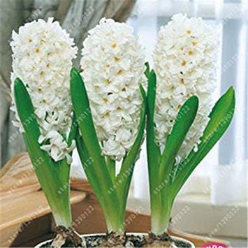 SwansGreen Hot anthurium seeds, cheap anthurium seeds, Bonsai balcony flower, anthurium potted flower seeds - 20 pcs