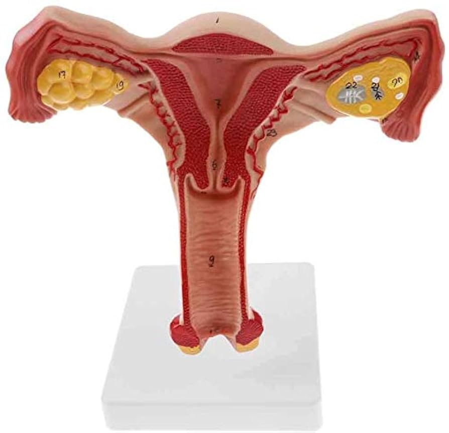 Amazon.co.jp: 女性生殖器解剖学モデル、医学教育 - 子宮膣