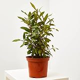 Verdecora Laurel | Lauro | Arbusto culinario | Aromatizado | Ideal ingrediente de uso culinario | Planta natural de exterior (Maceta Ø20cm)