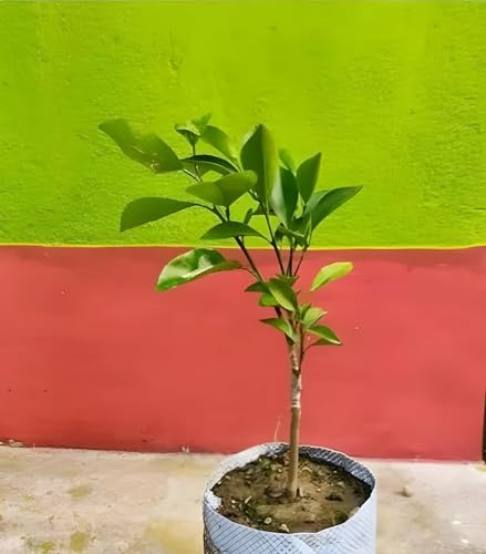 Image of Seedless Lemon Plantsapling Dwarf Special Variety All Season Hybrid Pati Nimboo /Nimbu /Lemon Plant (One Healthy Live Nimbu Plant Height 1.5-2 ft) Pack Of 1,CF L97
