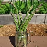 Spargelsamen, winterharte kübelpflanzen gartenpflanzen hochbeet balkon...