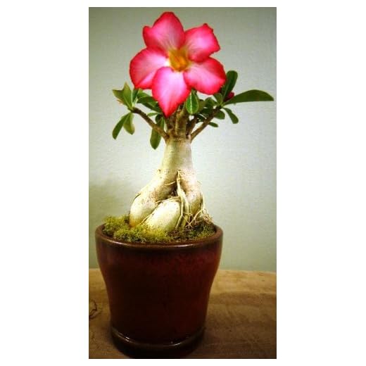 Desert Rose Bonsai Plant