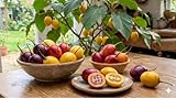 Tamarillo Samen Set 3 Farben: Rot, Gelb, Lila ✩ Baumtomate Exot ✩