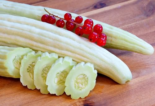 Armenische Gurke – Cucumis melo var. flexuosus – Mild & knackig – 50–90 cm lange Früchte – 20 Samen