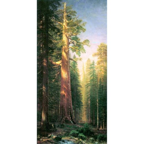 Mariposa Grove impression sur toile pour revivre la magie des forêts de Californie