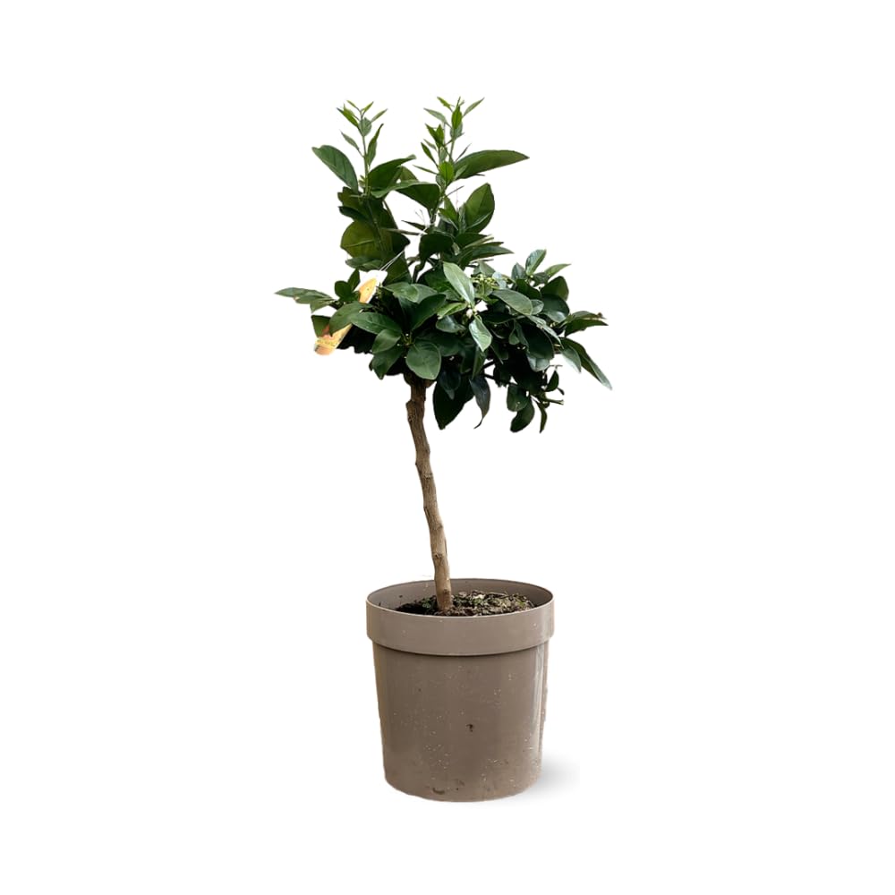 Attitude Jardin - Oranger sanguin - agrume méditerranéen - arbre fruitier - 75-85 cm - ⌀ 22 cm