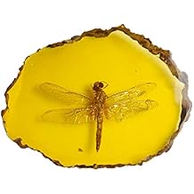 Ximimark 1 PCS Beautiful Amber Dragonfly Fossil Insects Manual Polishing True Insect Specimens