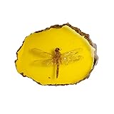 Ximimark 1 PCS Beautiful Amber Dragonfly Fossil Insects Manual Polishing True Insect Specimens