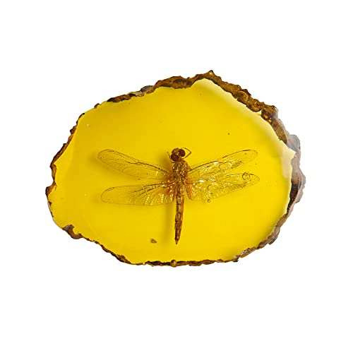 Ximimark Amber Dragonfly Fossil