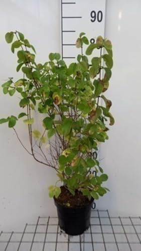 Lonicera xylosteum - Heckenkirsche 40-60 cm - Container