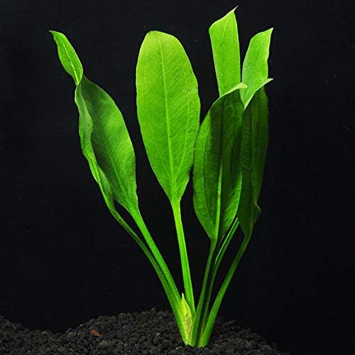 Maalavya Amazon Sword 3 to 5 Leaves With Pot Live Aquarium Aquatic Plant (Pack Of 1)