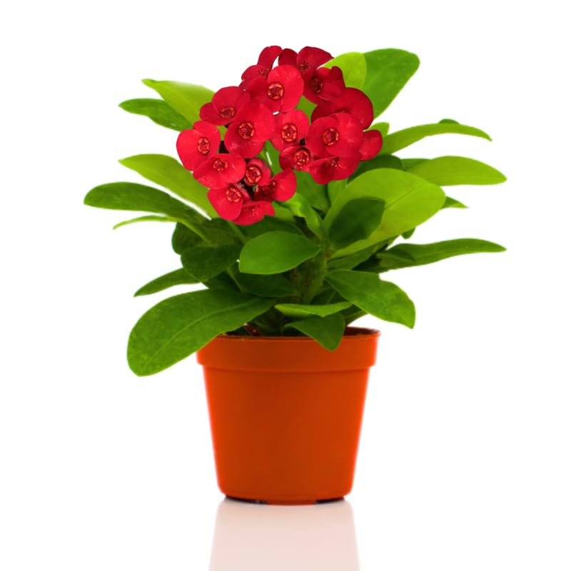 Red Crown of Thorns Plant Live in Pot Euphorbia Milii Live Plants Very Hardy Houseplant Home Decoration Year Round Blooming