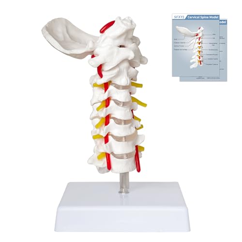 Image of SFXYJ Cervical Spine Model - Life Size Vertebral Spine with Vertebrae, Nerves, and Occipital Plate for Science Classroom Study, Display, Teaching, Medical Model
