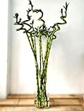BotanicaUrbana- Bamb&uacute; de la Suerte en Espiral Natural, Set de 3 Tallos Vivos de 70 cm, Planta de Interior de Bajo Mantenimiento, Verde