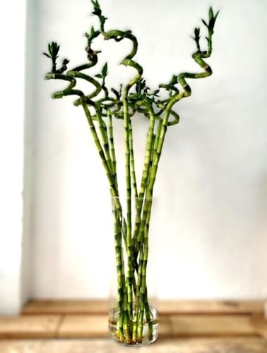 BotanicaUrbana- Bambú de la Suerte en Espiral Natural, Set de 3 Tallos Vivos de 40 cm, Planta de Interior de Bajo Mantenimiento, Verde