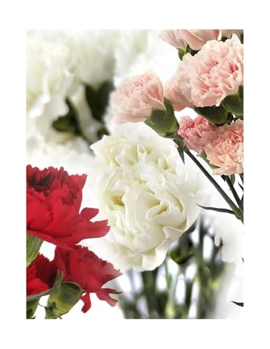 JARDIN202 - Clavel Colombiano | Flor Natural | Ramo de 20 tallos | 65cm de alto | Rosa