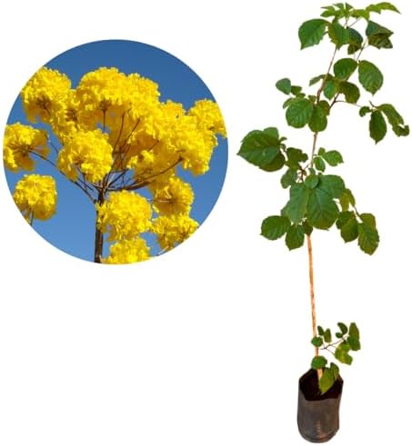 Muda De Ipê Amarelo Bem Desenvolvida - Floresce Rápido