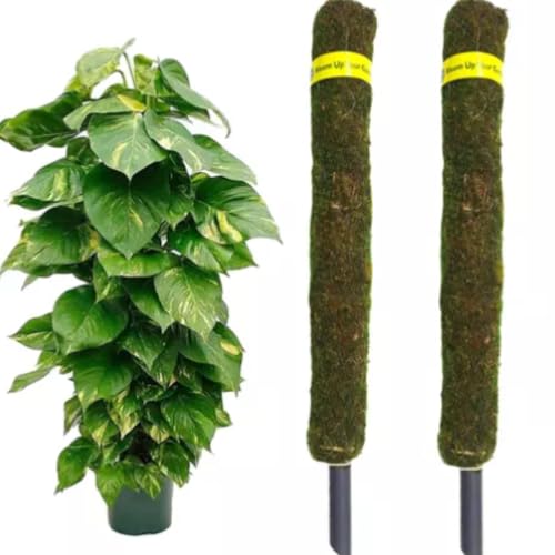 Bhajanlal Greenery Moss Grass Stick for Climbing Money Plant, Indoor and Outdoor Plants, Support (2 foot) -Set of 2 (B094XNK1H6) Amazon Price History, Amazon Price Tracker