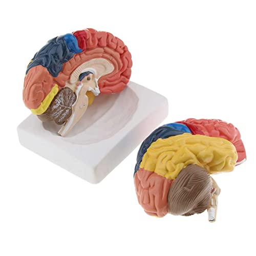 Modelo anatómico del cerebro humano Cover