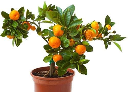 Creative Farmer Fruit Tree Orange Fruit Live Plant - Dwarf Orange Plant Tangerine (Santra) Origin Darjeeling Plant (1 Healthy Live Plant)