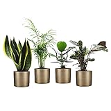 MIX DE 4 PLANTES - Ce mélange de plantes faciles se compose d'une Sansevieria trifasciata, d'un Chamaedorea elegans, d'un Clusia rosea et d'un Ctenanthe burlemarxii.