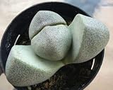 1 Pleiospilos Nelii, Split Rock Cactus Cacti Succulent Plant 2.5" Pot #TND63