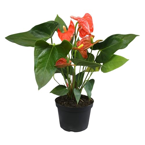 Plants for Pets Orange Anthurium