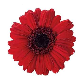 ガーベラ 6本セット 楽天市場】ガーベラ（植物の本数6本）の通販