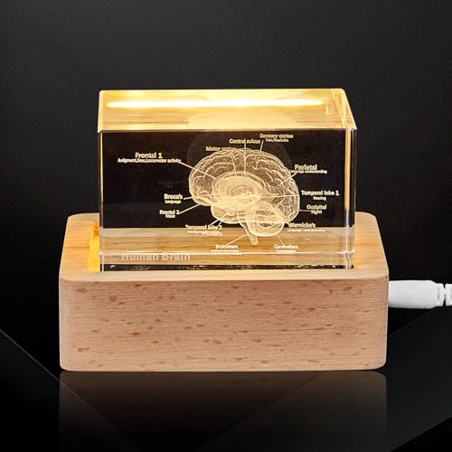 eLabPal 3D Human Brain Anatomical Model, Paperweight Laser Etched in
