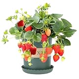 Red Strawberry Seeds for Pots (~300 Seeds) - Home Garden Fruit Seeds for Balcony & Container Planting