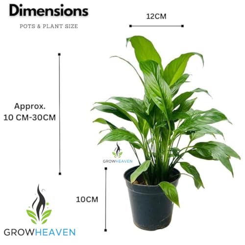 Image of Live Peace Lily Plant Flower Plants Peacelilly Plant Indoor Outdoor FlowerIng Plant With Black plastic Pot For Home & Garden Decore Pack Of 1 (LIVE PEACE LILY PLANT) (Peacelily Plants) (Live Plants)