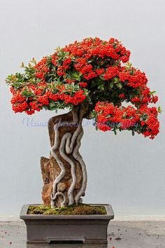 Creative Farmer Bonsai Suitable Seeds Mohar Imported Bonsai Suitable Seeds (B06Y2GDKTQ) Amazon Price History, Amazon Price Tracker